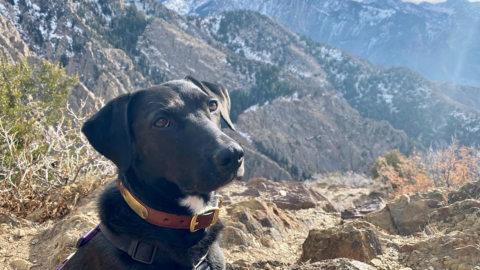 hiking hounds