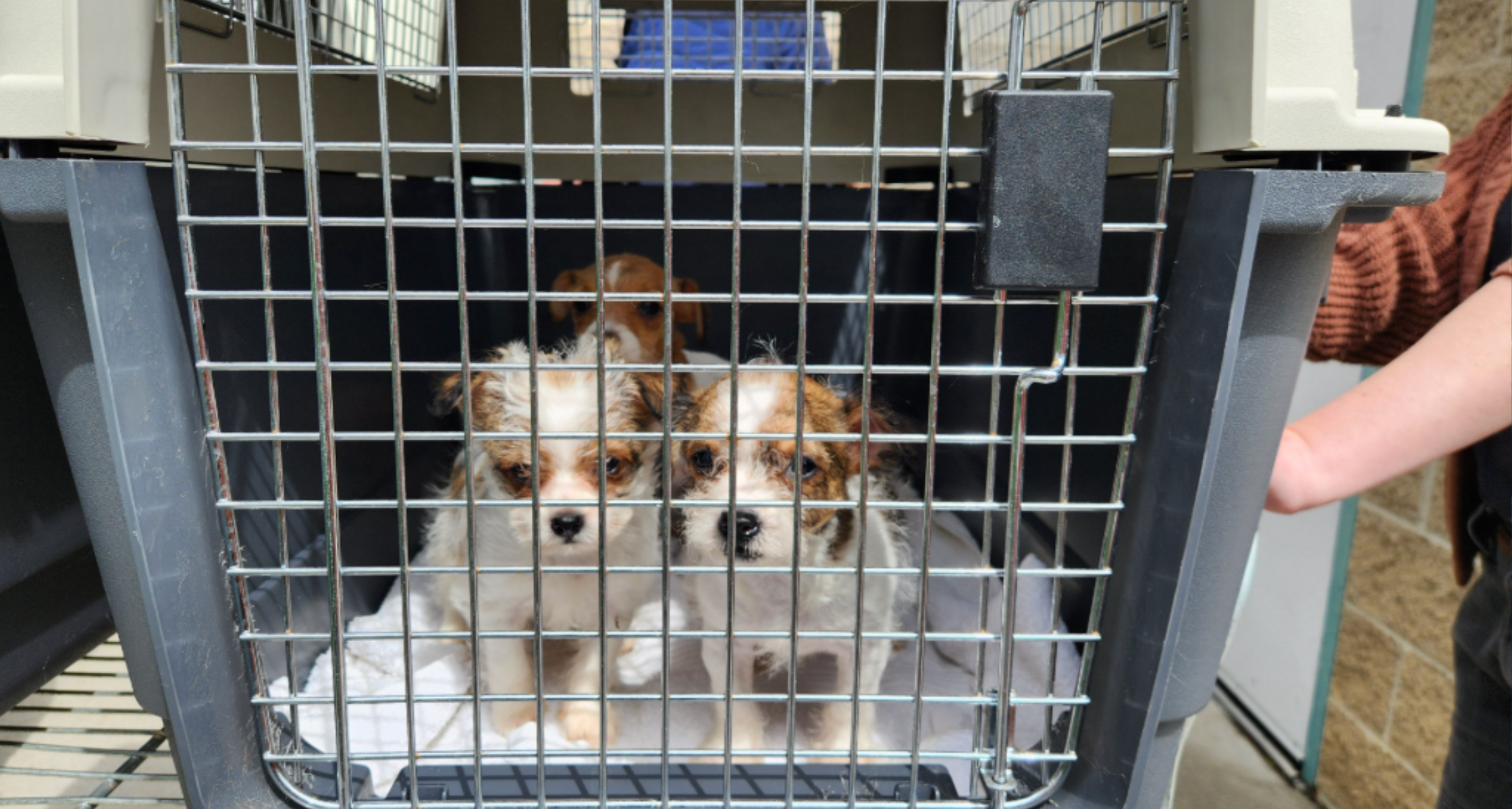 Animal Hoarding in Utah: Causes, Outcomes, and What It Means for Pets 