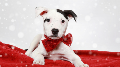 cute white puppy with black spots on a red blanket with a red sequin bowtie