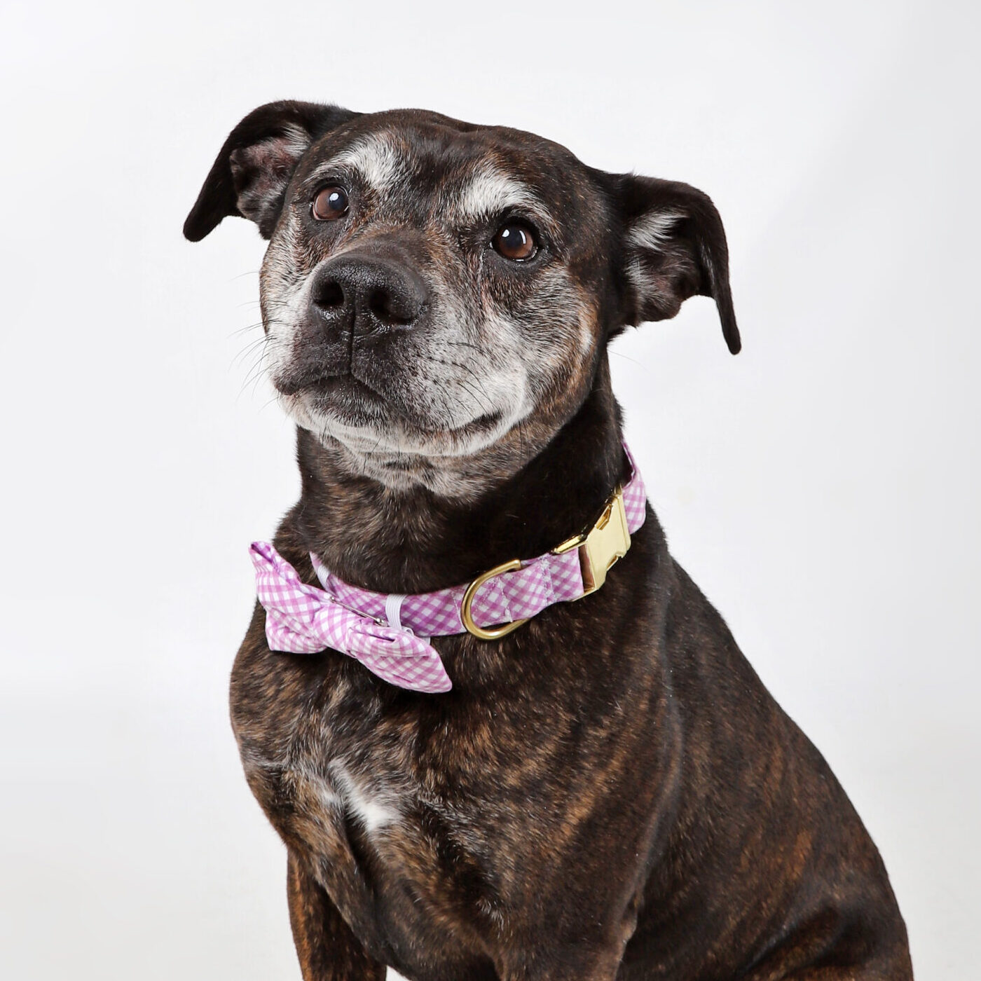 senior bully breed 