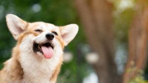 Red dog with white face and pointy ears smiles with tongue out and eyes closed with trees in background.