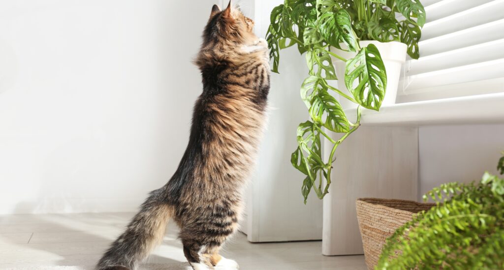 A long-haired tabby cat stand up on a safe houseplant for cats near a window. 