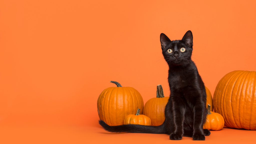A black kitten sits in front of pumpkins placed on an orange backdrop. 