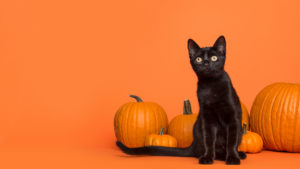 A black kitten sits in front of pumpkins placed on an orange backdrop.