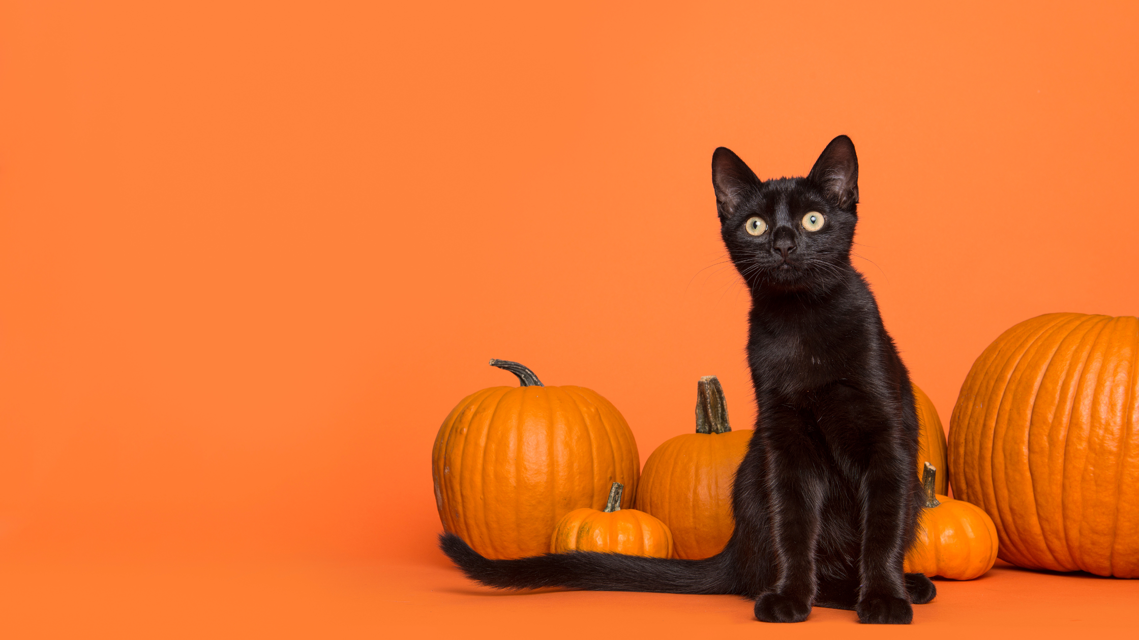 Howl-O-Ween Pet Safety Tips