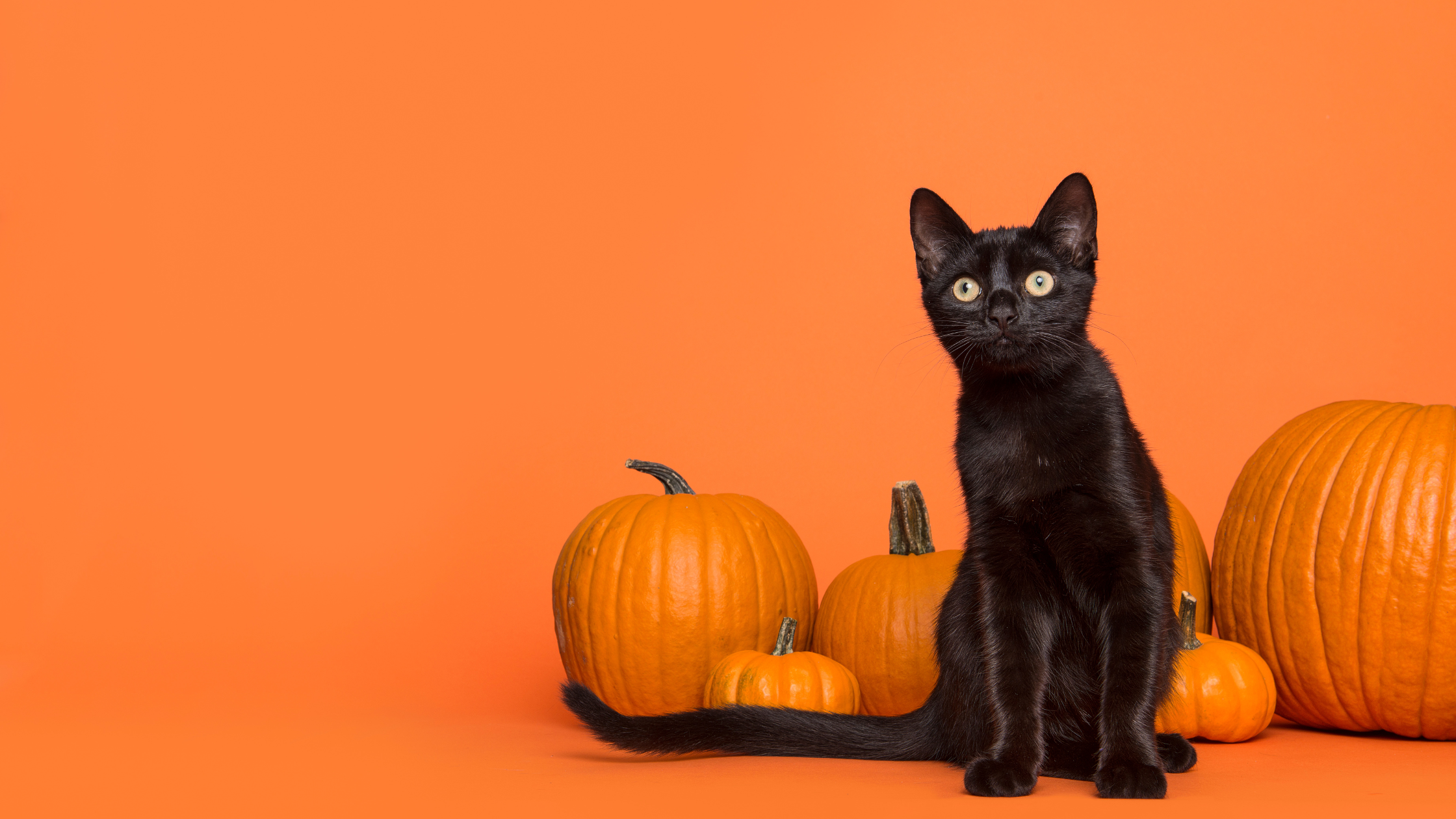 Halloween Safety Tips For Pets from the Humane Society of Utah 