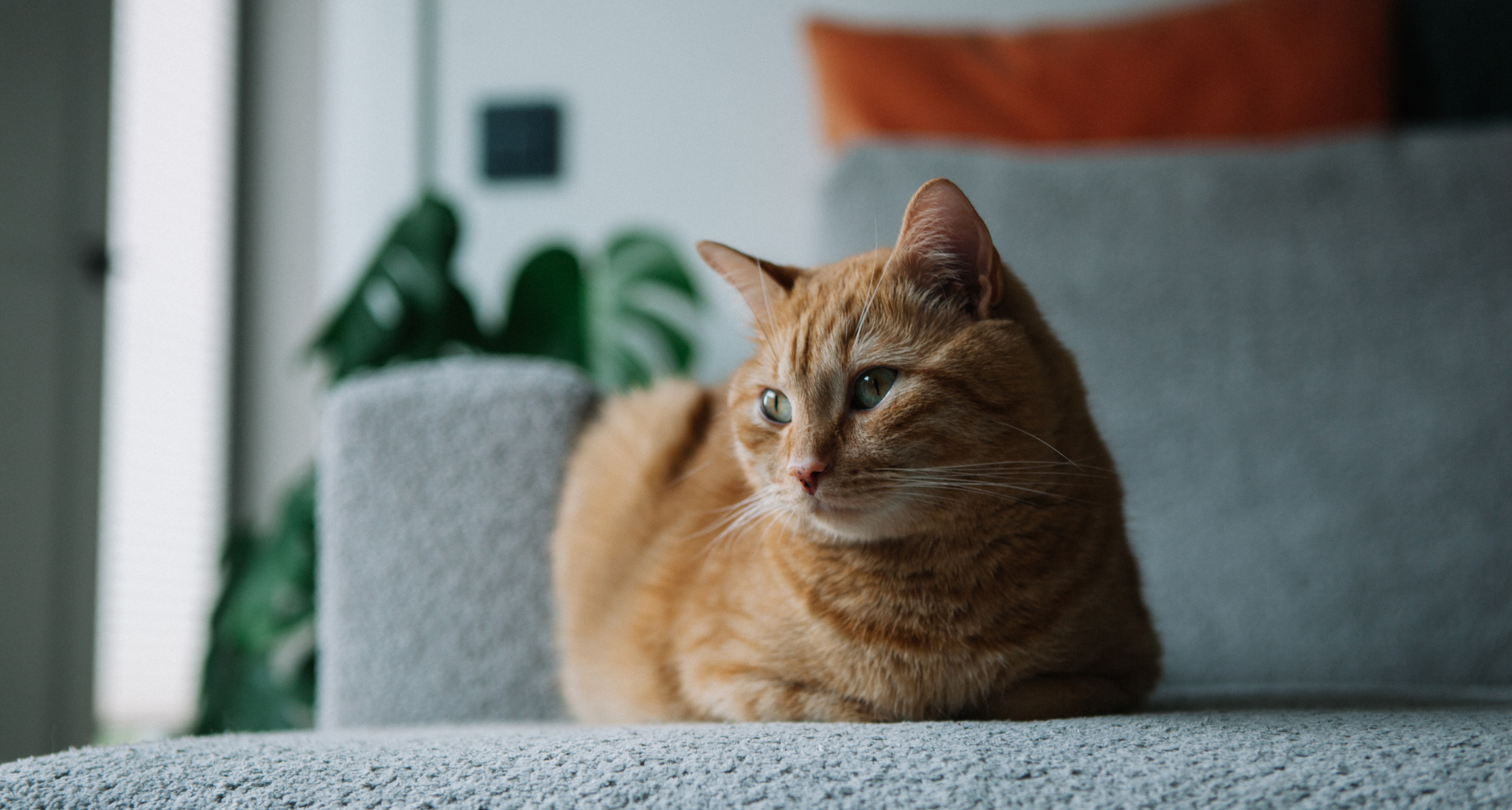 Do Indoor Cats Need Vaccines? (Yes, and Here’s Why!)