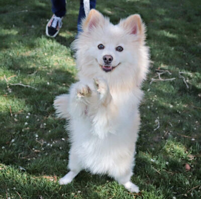 KSL's Pawfect Match Adoption Event