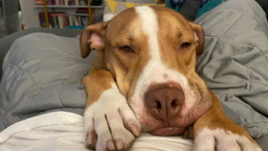 Red and white short haired dog laying on lap