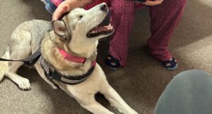 Husky looking up and smiling