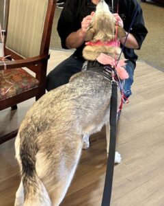 Kira the Husky getting pets from a resident