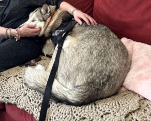 Kira the husky getting pets from a resident