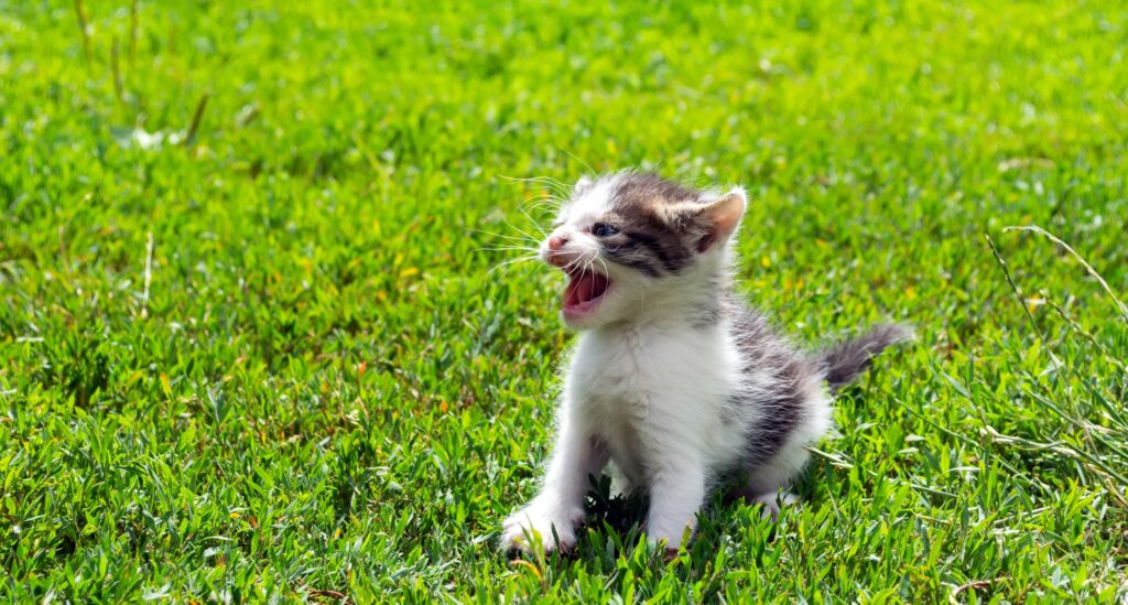 Small white and brown stray kitten sits in grassy field meowing. 