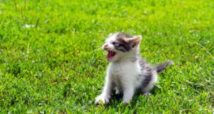 Small white and brown kitten sits in grassy field meowing.