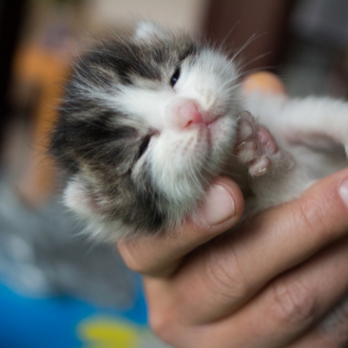 Tiny gray and white kitten is held in a human hand. 