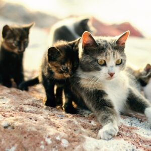 Outdoor mom cat sits on rock surrounded by her litter of kittens.
