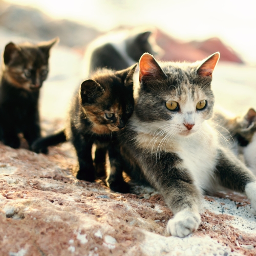 Outdoor mom cat sits on rock surrounded by her litter of kittens. 