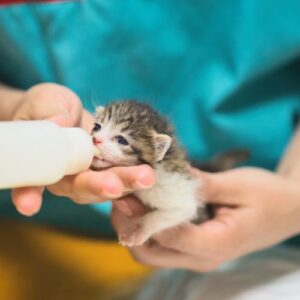 Tiny white and tabby stray kitten gets bottle fed milk by shelter staff.