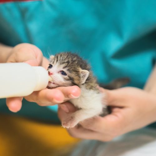 Tiny white and tabby stray kitten gets bottle fed milk by shelter staff. 