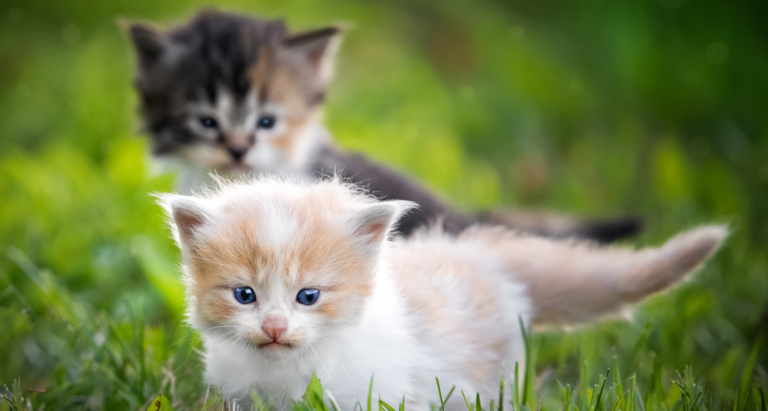 Kitten Season is Here! What to do if you Find Stray Kittens