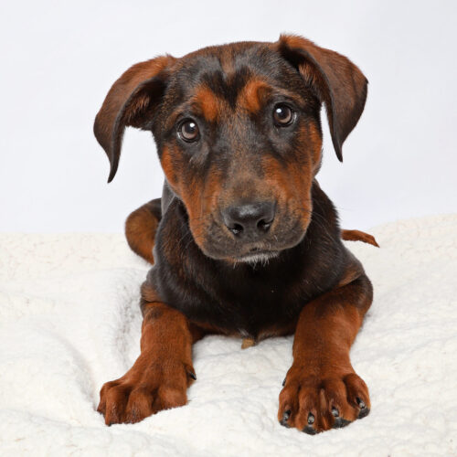 brown puppy