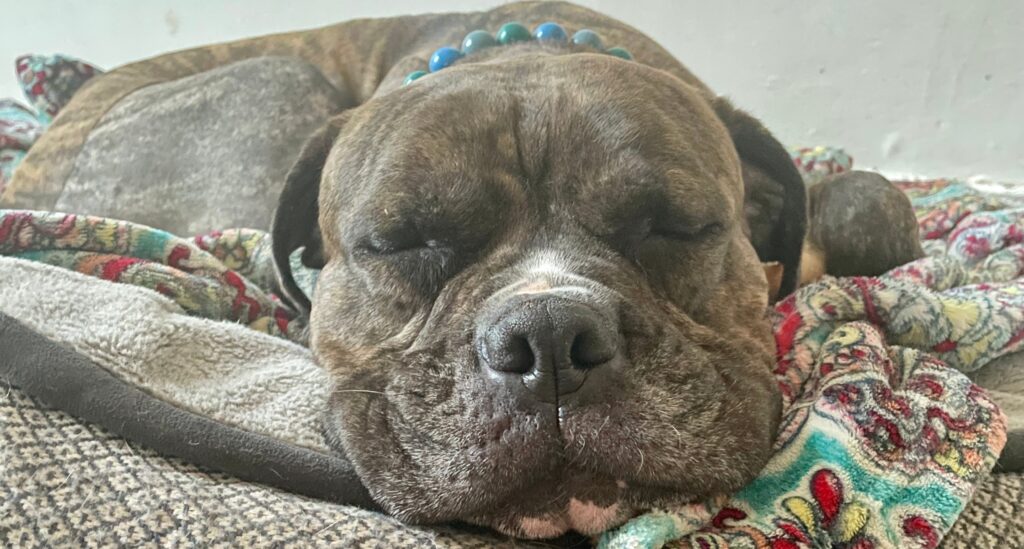 Lady the brindle dog sleeping on a dog bed in her foster home. 