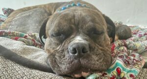 Lady the brindle dog sleeping on a dog bed in her foster home.