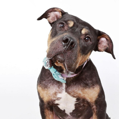 Leo's Story: a black and tan dog with a big head poses in a studio with a teal and purple collar on against a white backdrop. 
