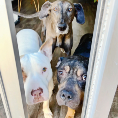 three dogs standing in doorway looking out. 