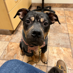 Black and tan dog with big head sits in vet office while wearing a grey and pink sweater.