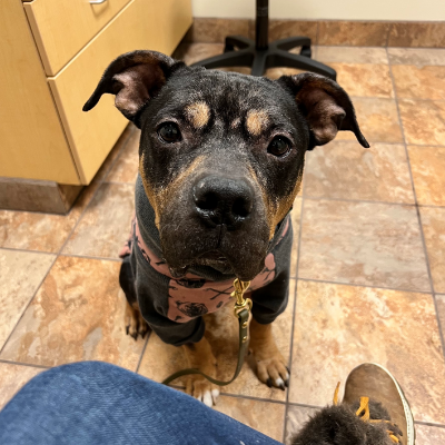 Leo story: a black and tan bully breed dog sits in vet's office wearing a ink and grey sweater. 