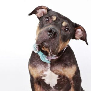 Adoptable dog Leo poses with a teal bowtie collar on against a white backdrop.
