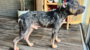 Skinny dog, missing fur and with scabs all over body stands in living room of foster home