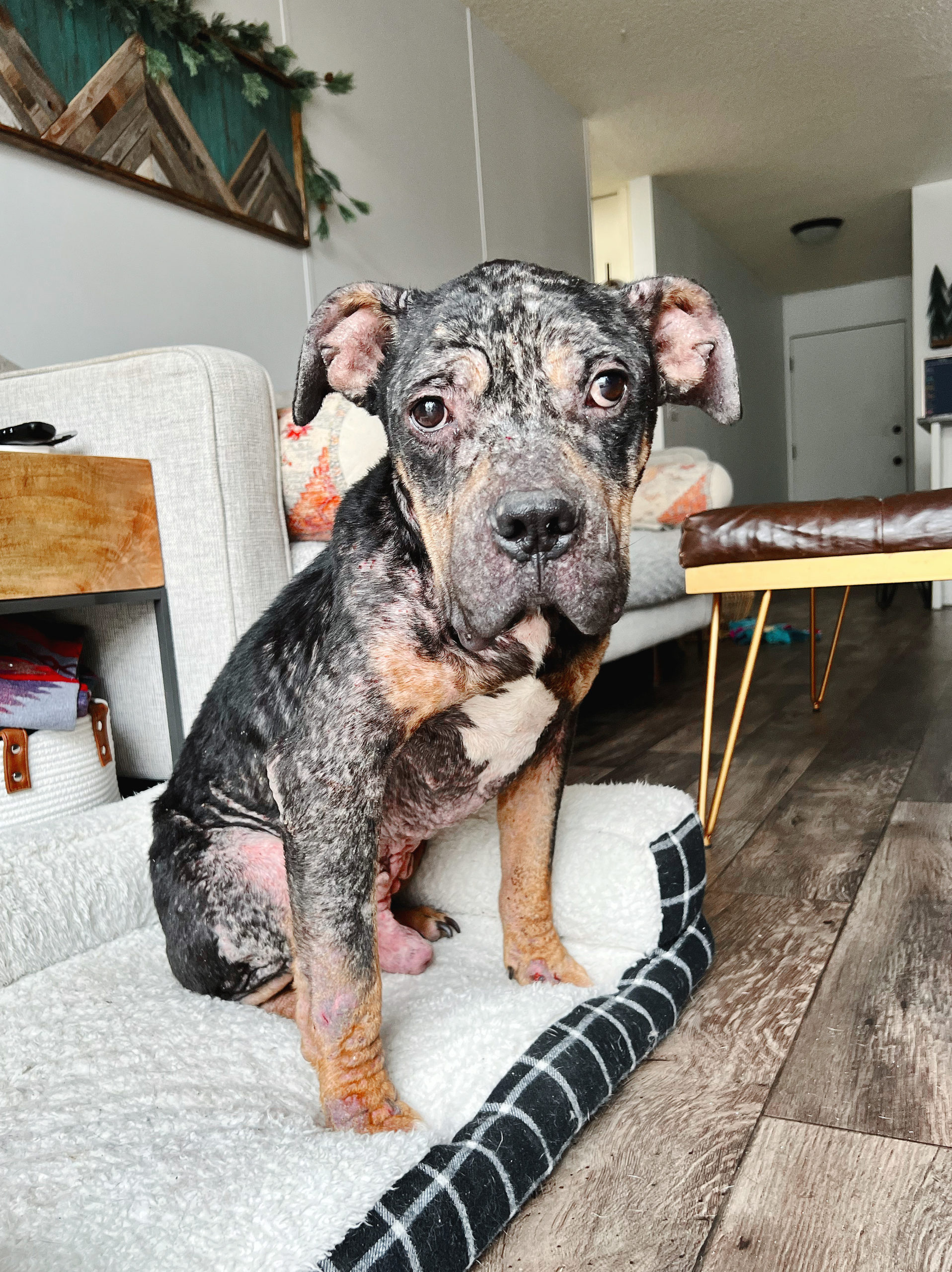 Leo's story: a black and tan dog missing fur on head, chest and legs sits on a dog bed in a living room. 