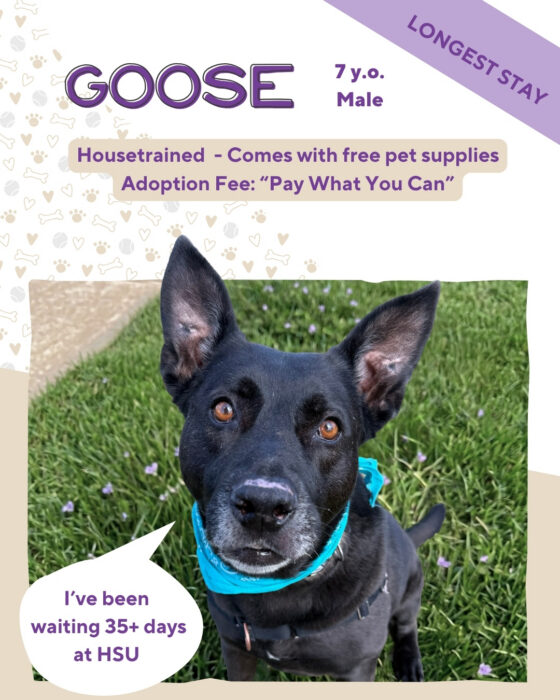 info about Goose, a black dog who has been waiting 35 days