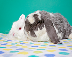 A small white fluffy bunny poses with an extra giant gray and white bunny with floppy ears on a polka-dot blanket against a teal green background.