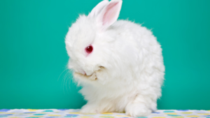 Small white bunny poses on back legs cleaning face with front paws on white fuzzy blanket with colored polkadots against a teal green background.