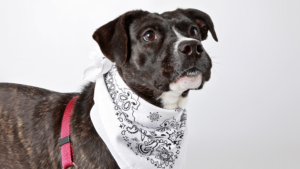 Lolly, a dark brindle dog with a white stripe up her nose, poses on a white backdrop while wearing a white banana.