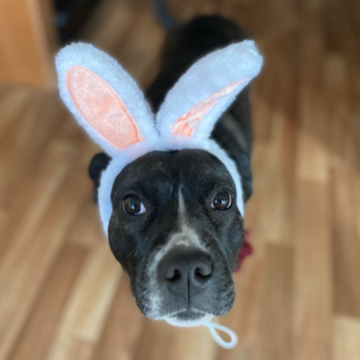 Lolly, a dark brindle dog with a white stripe up her nose, wears a bunny ears headband while looking up at the camera.