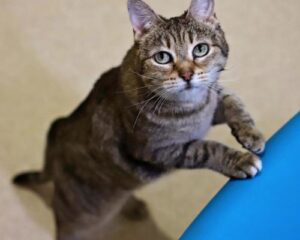 sweet cat looking up