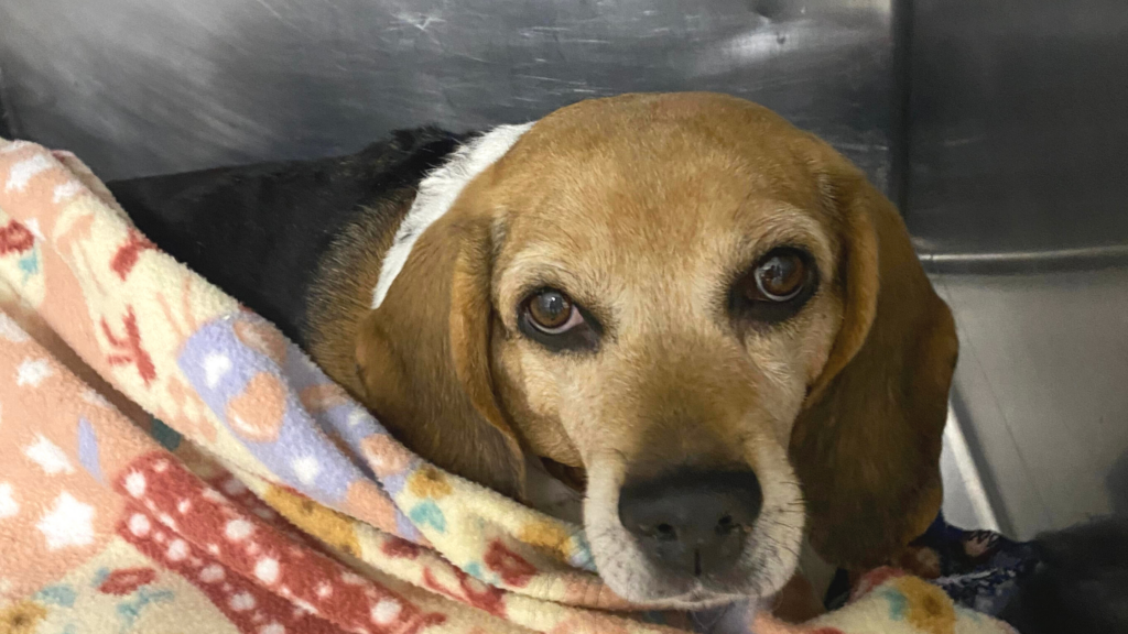 Luna the beagle sits in a medical kennel under a blanket in the St. George Spay and Neuter Clinic. 