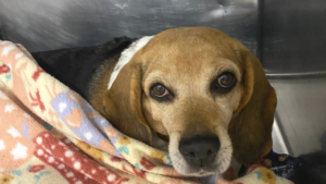 Luna the beagle sits in a medical kennel under a blanket in the St. George Spay and Neuter Clinic.