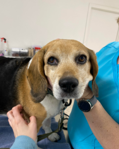 Luna receives pets from St. George Clinic staff.