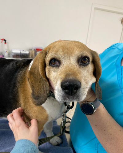 Luna receives pets from St. George Clinic staff. 