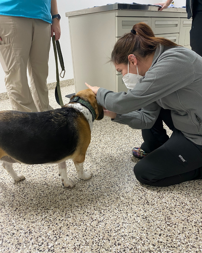 Dr. Gray gives Luna an exam at our St. George Clinic. 