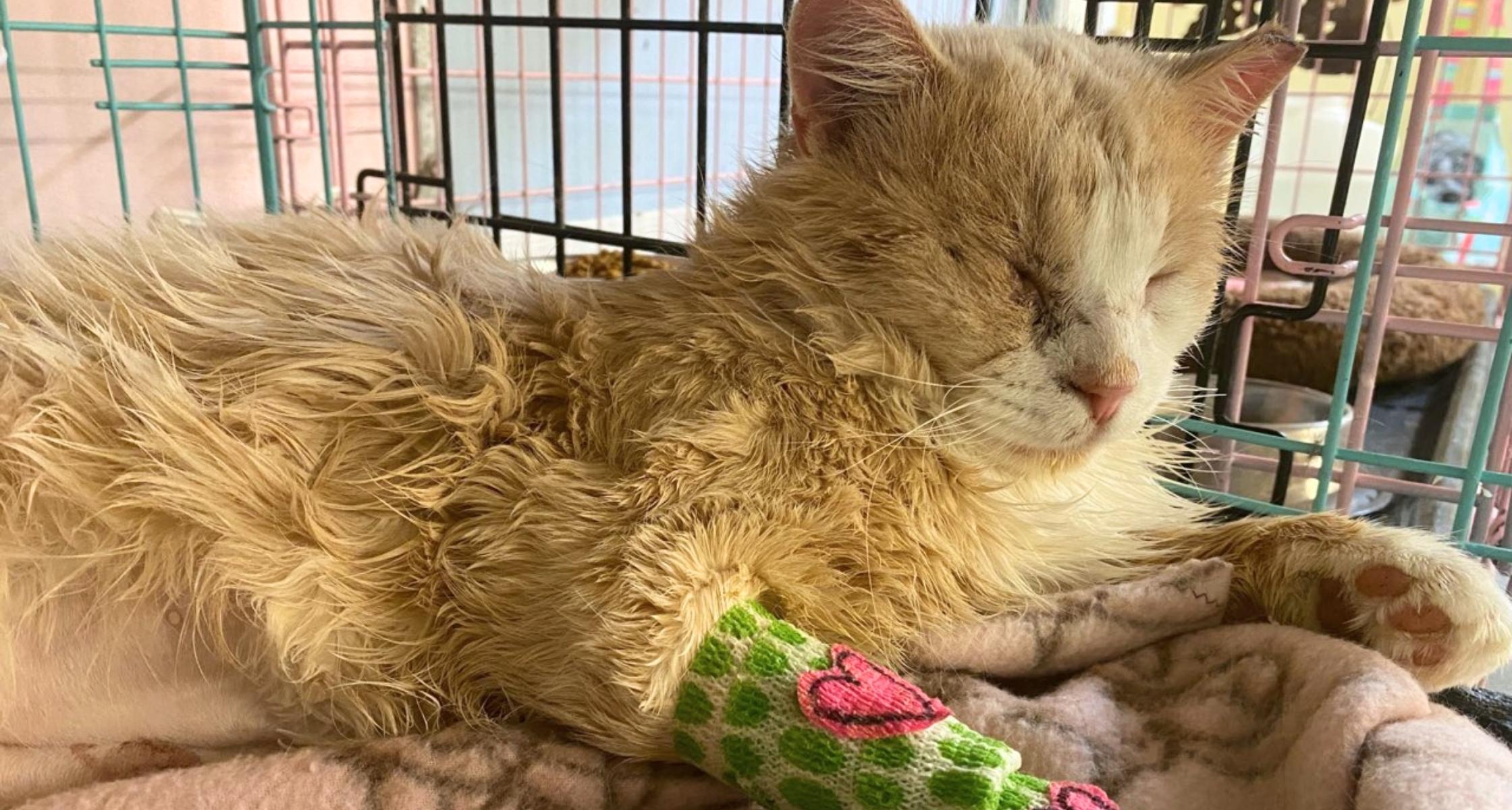 An Injured Cat Steals Our Veterinarian’s Heart