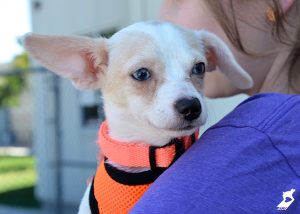 animal hoarding in utah