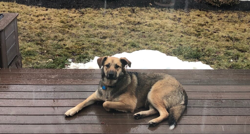 Maverick a fearful former outdoor dog lays on a wooden deck at his new home. 