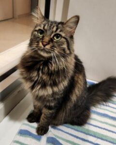 Long haired brown tabby cat