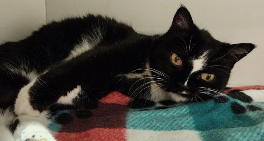 Black and white cat laying down